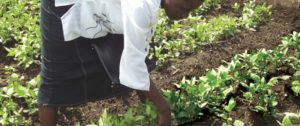 Millicent Juma of Olambwe tends to her vegetables